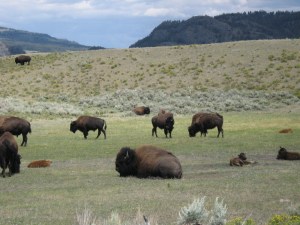 Montana 2012 and Other Stuff 295