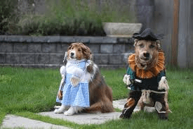 I like dogs enough never to do this to them.